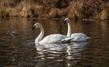 Картинка животные лебеди вода пара