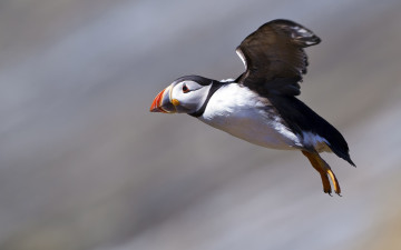 Картинка животные тупики полет крылья птица