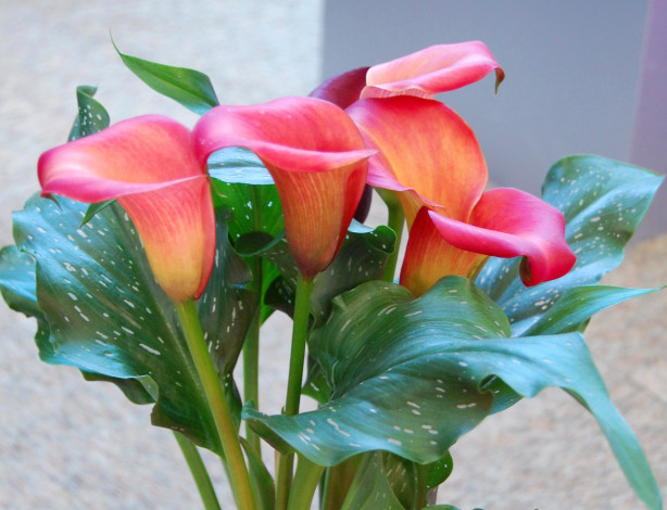 Обои картинки фото цветы, каллы, розовые