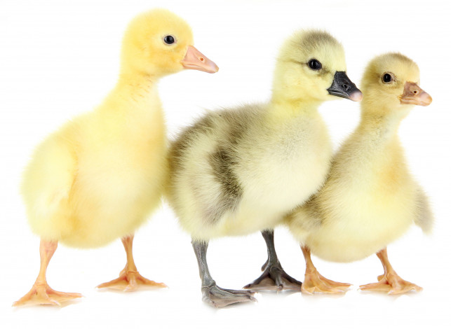 Обои картинки фото животные, утки, утята