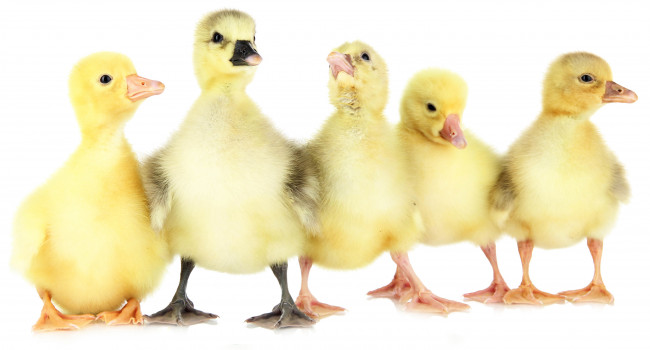 Обои картинки фото животные, утки, утята