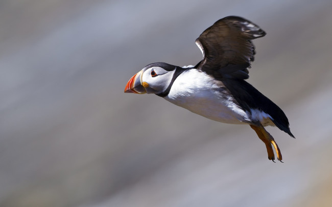 Обои картинки фото животные, тупики, полет, крылья, птица