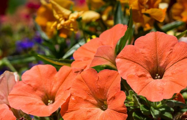 Обои картинки фото цветы, петунии,  калибрахоа, оранж