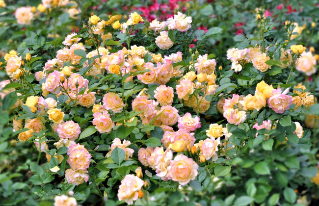 Обои картинки фото цветы, розы, много