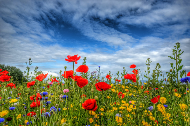 Обои картинки фото цветы, луговые , полевые,  цветы, луг