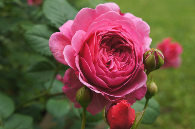 Обои картинки фото цветы, розы, розовый