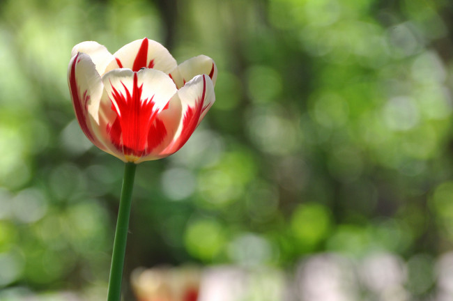 Обои картинки фото цветы, тюльпаны, бутон