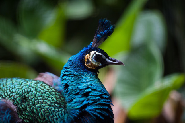 Обои картинки фото животные, павлины, профиль, хохолок, клюв, оперение