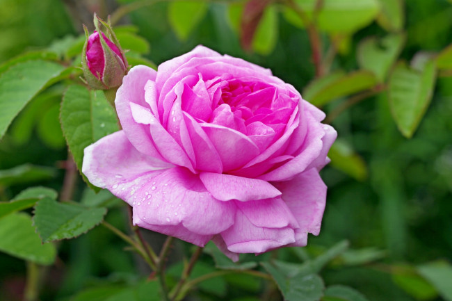 Обои картинки фото цветы, розы, розовый