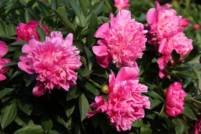 Обои картинки фото цветы, пионы, куст