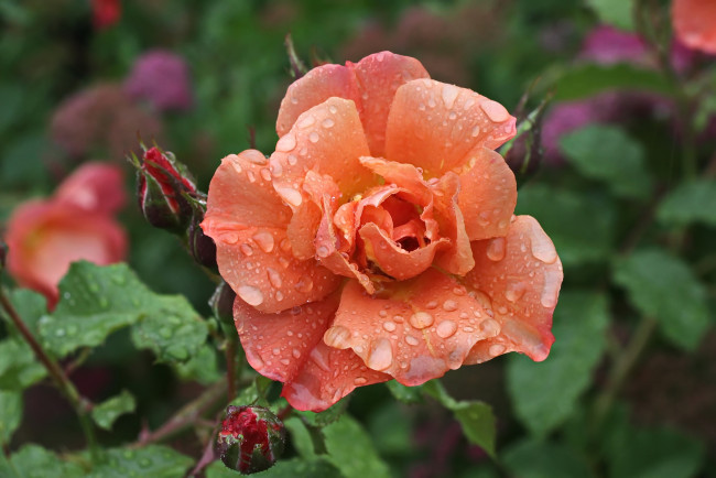 Обои картинки фото цветы, розы, капли