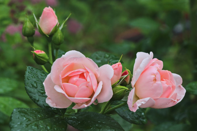 Обои картинки фото цветы, розы, розовый