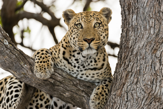 Обои картинки фото животные, леопарды, кошка