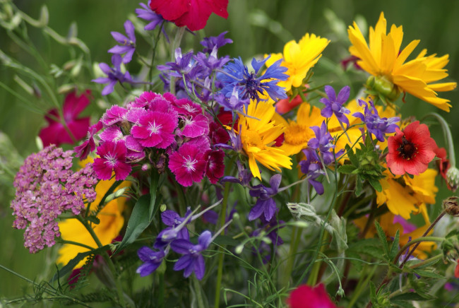 Обои картинки фото цветы, луговые , полевые,  цветы, лето