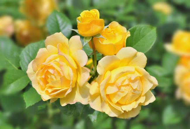 Обои картинки фото цветы, розы, желтый