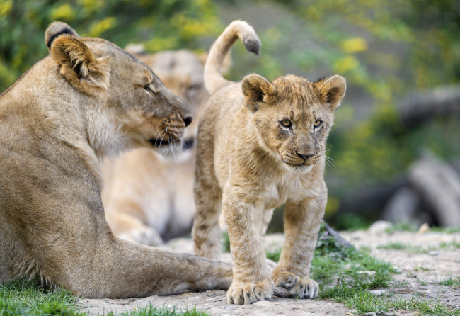Обои картинки фото животные, львы, малыш