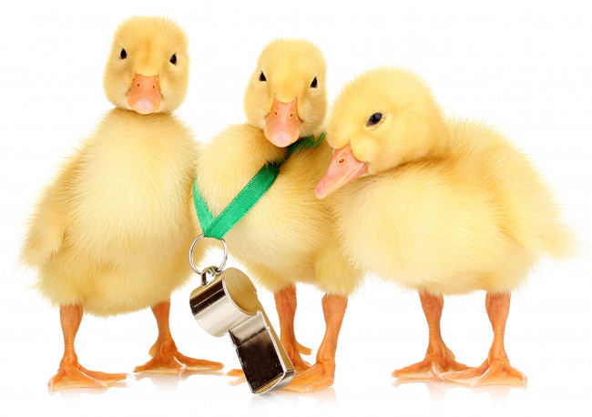 Обои картинки фото животные, утки, свисток