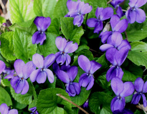 Картинка цветы фиалки синий