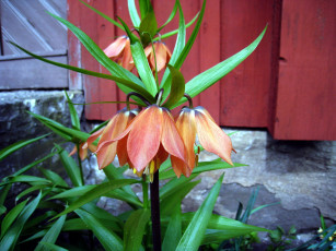 Картинка цветы рябчики экзотика