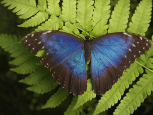 Картинка животные бабочки +мотыльки +моли бабочка