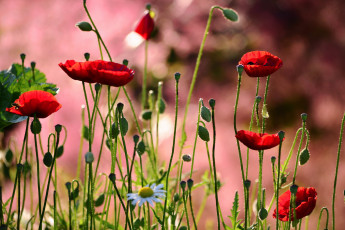 Картинка цветы маки луг лепестки ромашка