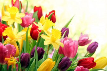 Картинка цветы разные+вместе тюльпаны нарциссы