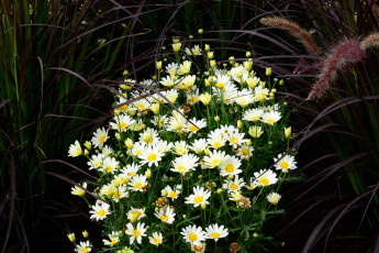 Картинка цветы ромашки белый