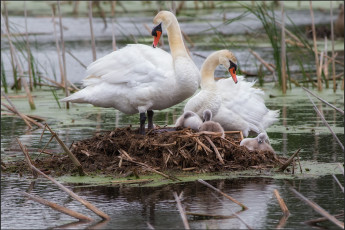 Картинка животные лебеди гнездовье