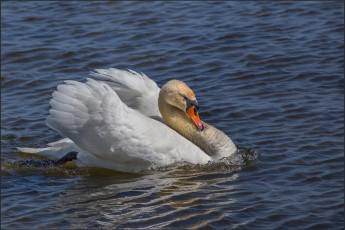 Картинка животные лебеди лебедь