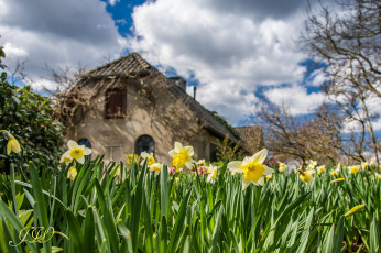 Картинка цветы нарциссы размытость дом весна