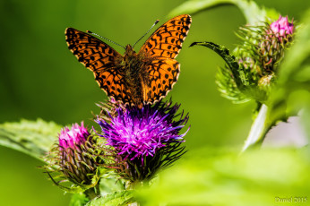 Картинка животные бабочки +мотыльки +моли бабочка