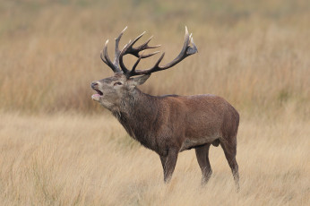 Картинка животные олени рога олень