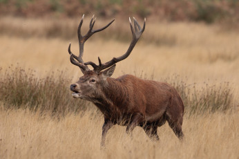 Картинка животные олени рога олень