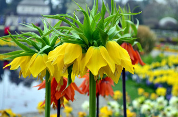 Картинка цветы рябчики желтый