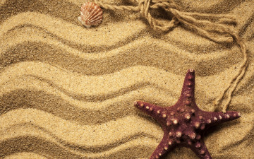 Картинка разное ракушки +кораллы +декоративные+и+spa-камни beach texture sand песок starfish marine морская звезда