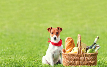 Картинка животные собаки корзина трава сыр вино бокал бананы бутылка батон яблоки поле джек-рассел-терьер пикник фрукты хлеб