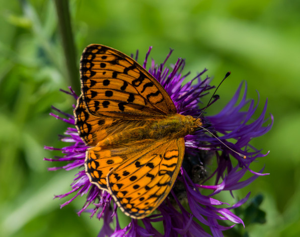 Обои картинки фото животные, бабочки,  мотыльки,  моли, бабочка