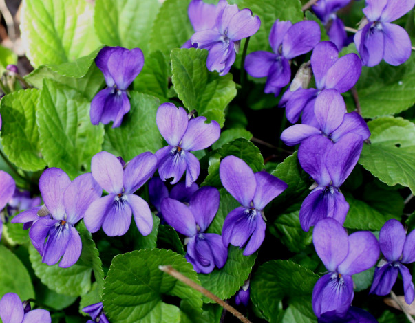 Обои картинки фото цветы, фиалки, синий