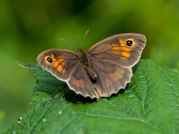 Обои картинки фото животные, бабочки,  мотыльки,  моли, бабочка