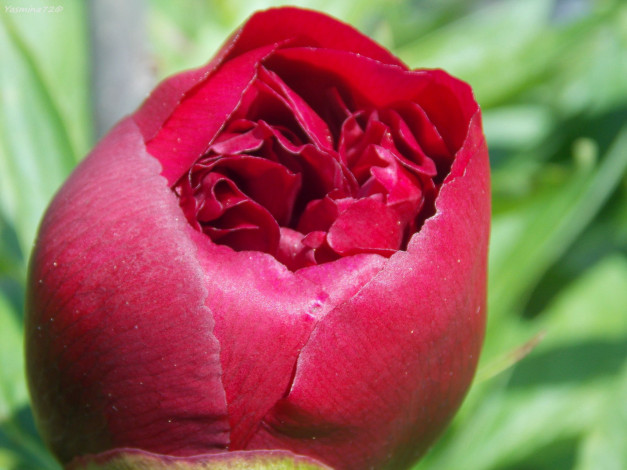 Обои картинки фото цветы, пионы, бутон