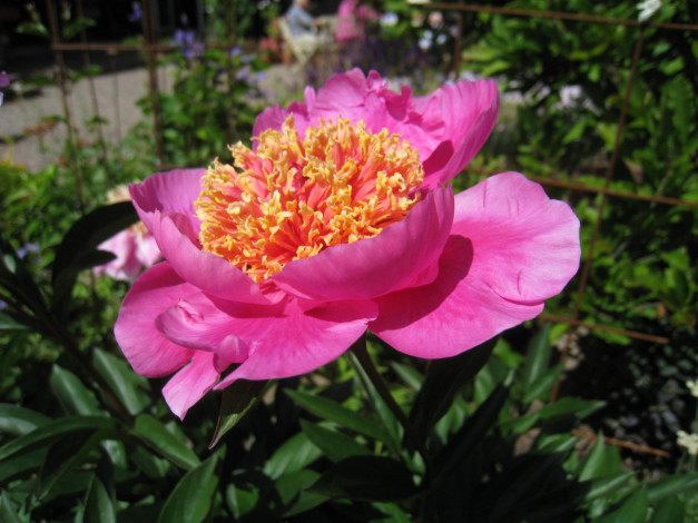 Обои картинки фото цветы, пионы, розовый