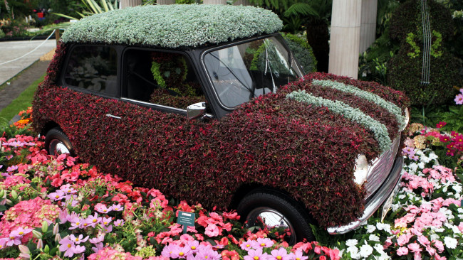 Обои картинки фото цветы, букеты,  композиции, космеи, клумба, бегонии, оригинальная