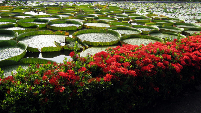 Обои картинки фото цветы, разные вместе, водоем, красный, лотосы, листья