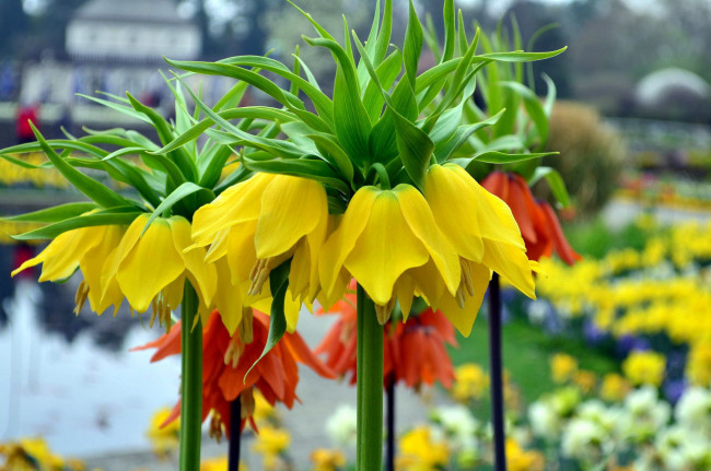 Обои картинки фото цветы, рябчики, желтый