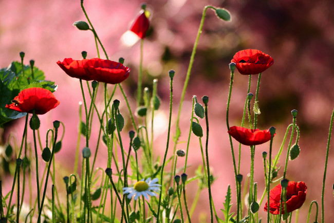 Обои картинки фото цветы, маки, луг, лепестки, ромашка