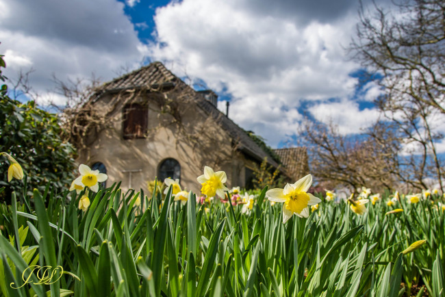 Обои картинки фото цветы, нарциссы, размытость, дом, весна