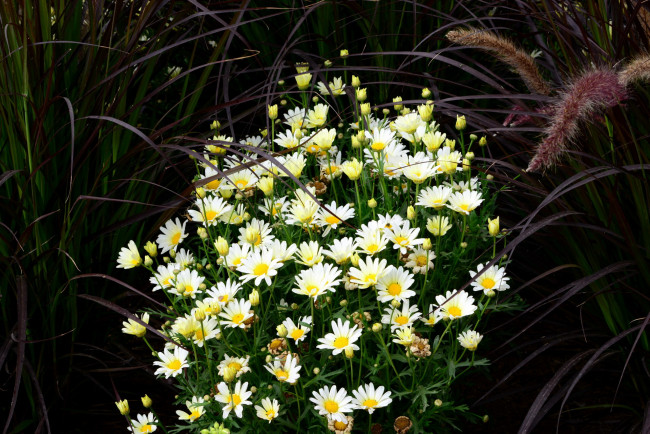 Обои картинки фото цветы, ромашки, белый