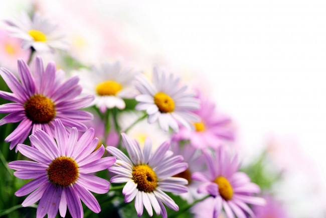 Обои картинки фото цветы, ромашки, лиловый
