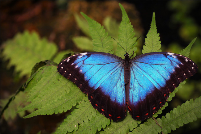 Обои картинки фото животные, бабочки,  мотыльки,  моли, бабочка