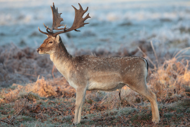 Обои картинки фото животные, олени, олень, рога